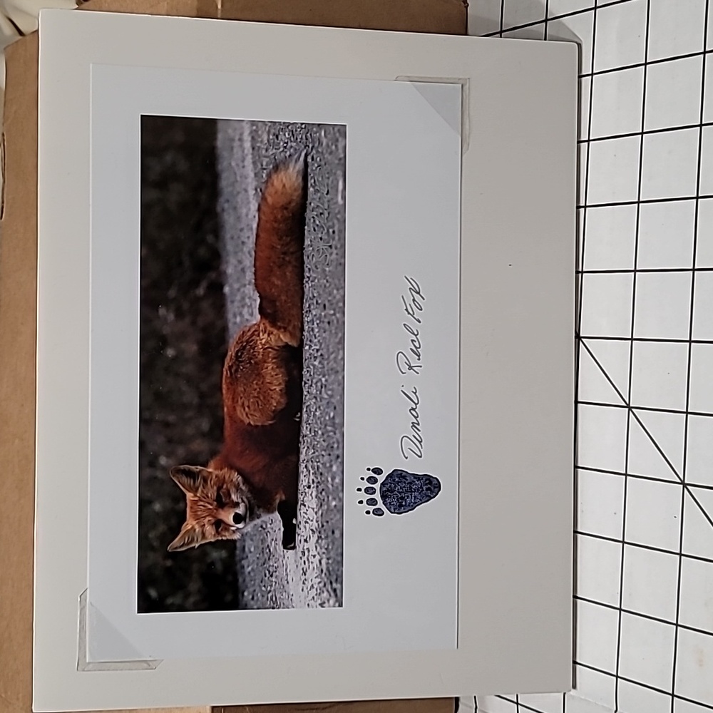 Denali Red Fox Picture by Barton C. Whitecotton early 2000s
